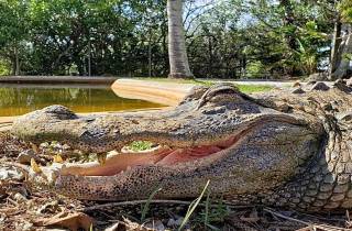 Miami: Original Everglades Airboat Tour & Alligator-Ausstellung