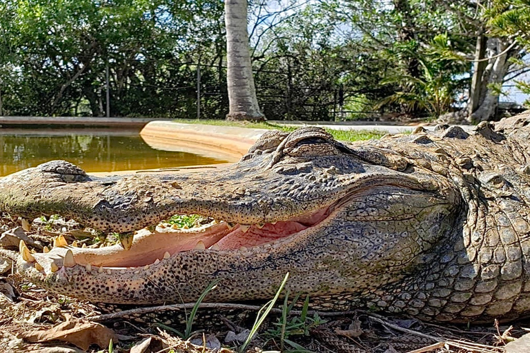 Miami: passeio de aerobarco original em Everglades e exibição de jacaré