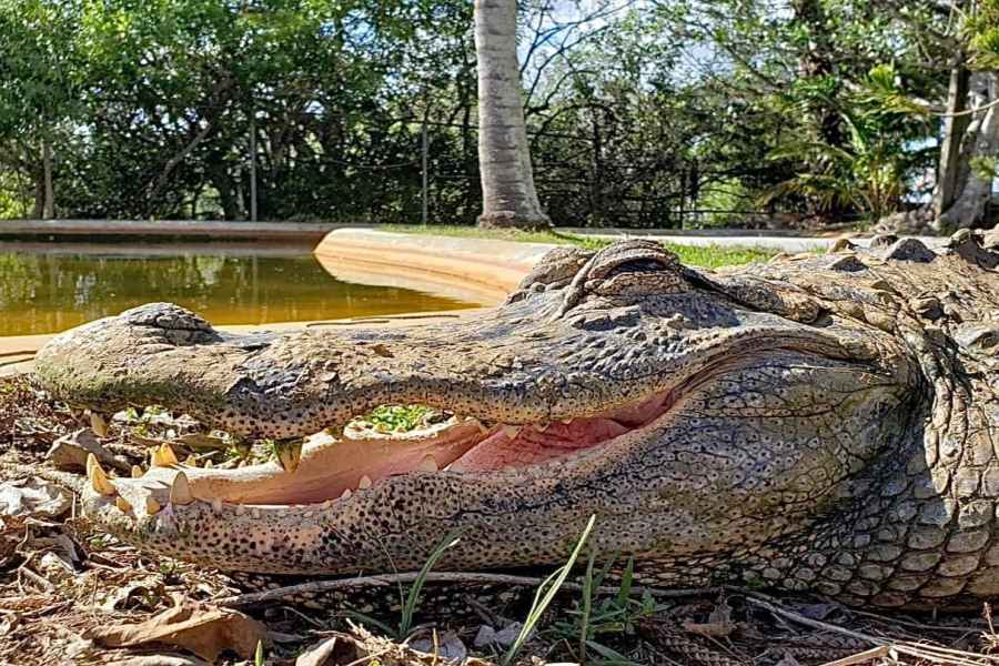 Miami: Original Everglades Airboat Tour & Alligator-Ausstellung. Foto: GetYourGuide