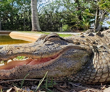 Miami: Original Everglades Airboat Tour & Alligator Exhibit