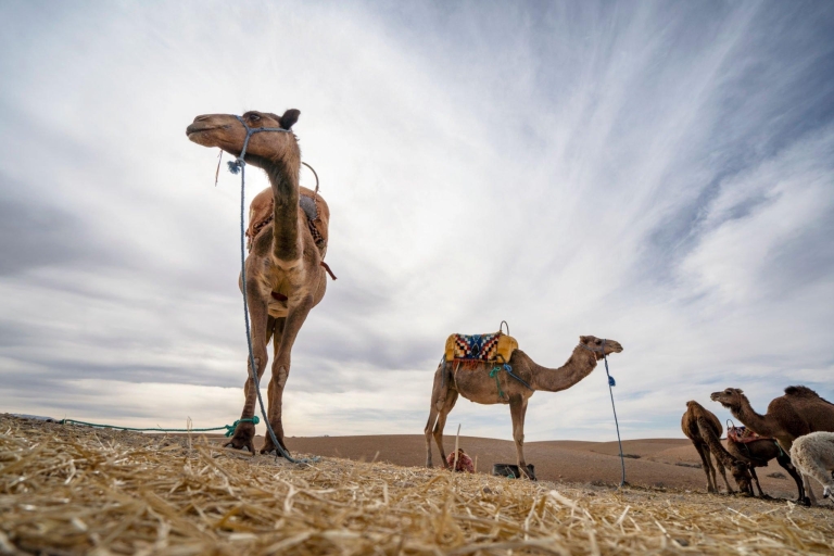 Au départ d'Agadir ou de Taghazout : Promenade à dos de chameau et visite de la rivière Flamingo