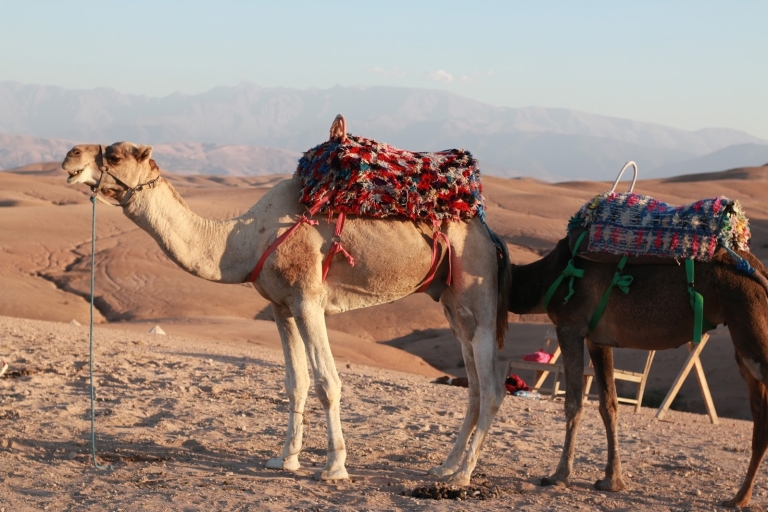 Von Agadir oder Taghazout aus: Kamelritt und Flamingo-Fluss-Tour