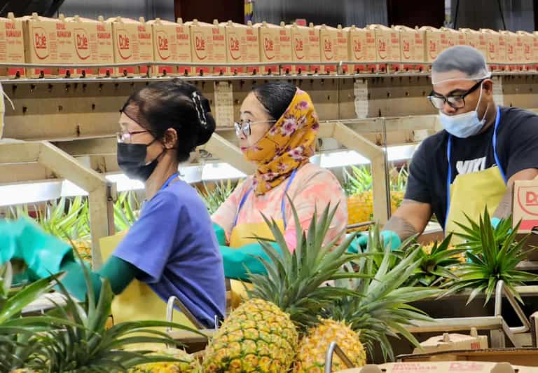 Oahu Island The North Shore Dole Pineapple Farm Tour GetYourGuide