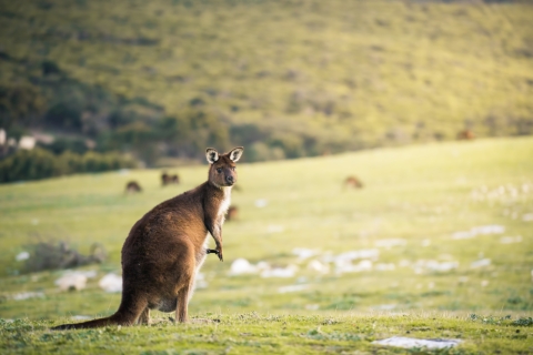 Adelaide: 3-dniowa wycieczka z przewodnikiem po wyspie kangurów