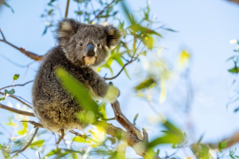 Adelaide: 3-dniowa wycieczka z przewodnikiem po wyspie kangurów