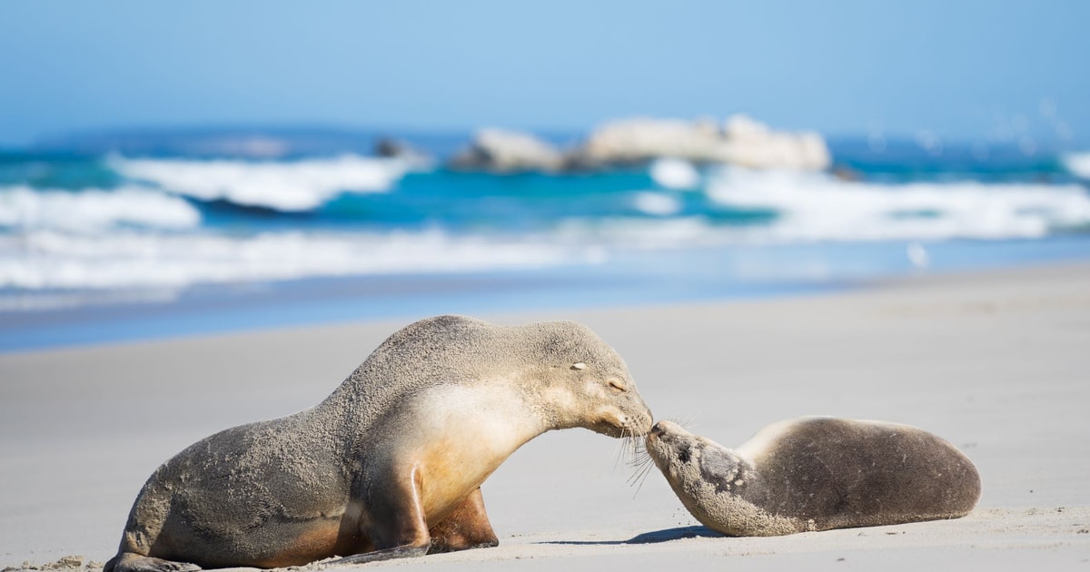 Adelaide 3Day Guided Kangaroo Island Wildlife Excursion GetYourGuide