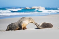 Kangaroo Island, 3-day Adventure Tour - Housity
