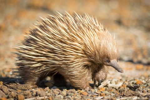 Adelaide: 3-tägige geführte Kangaroo Island Wildlife Exkursion