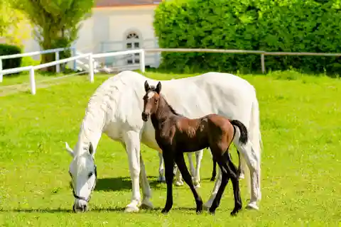 Piber: Lipizzanergestüt Geführte Tour