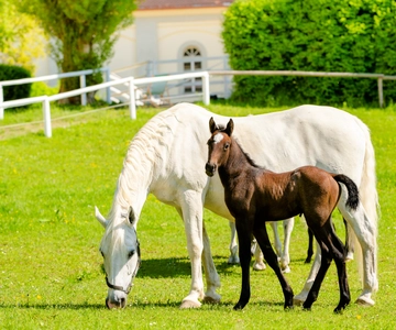 Piber: Lipizzanergestüt Geführte Tour
