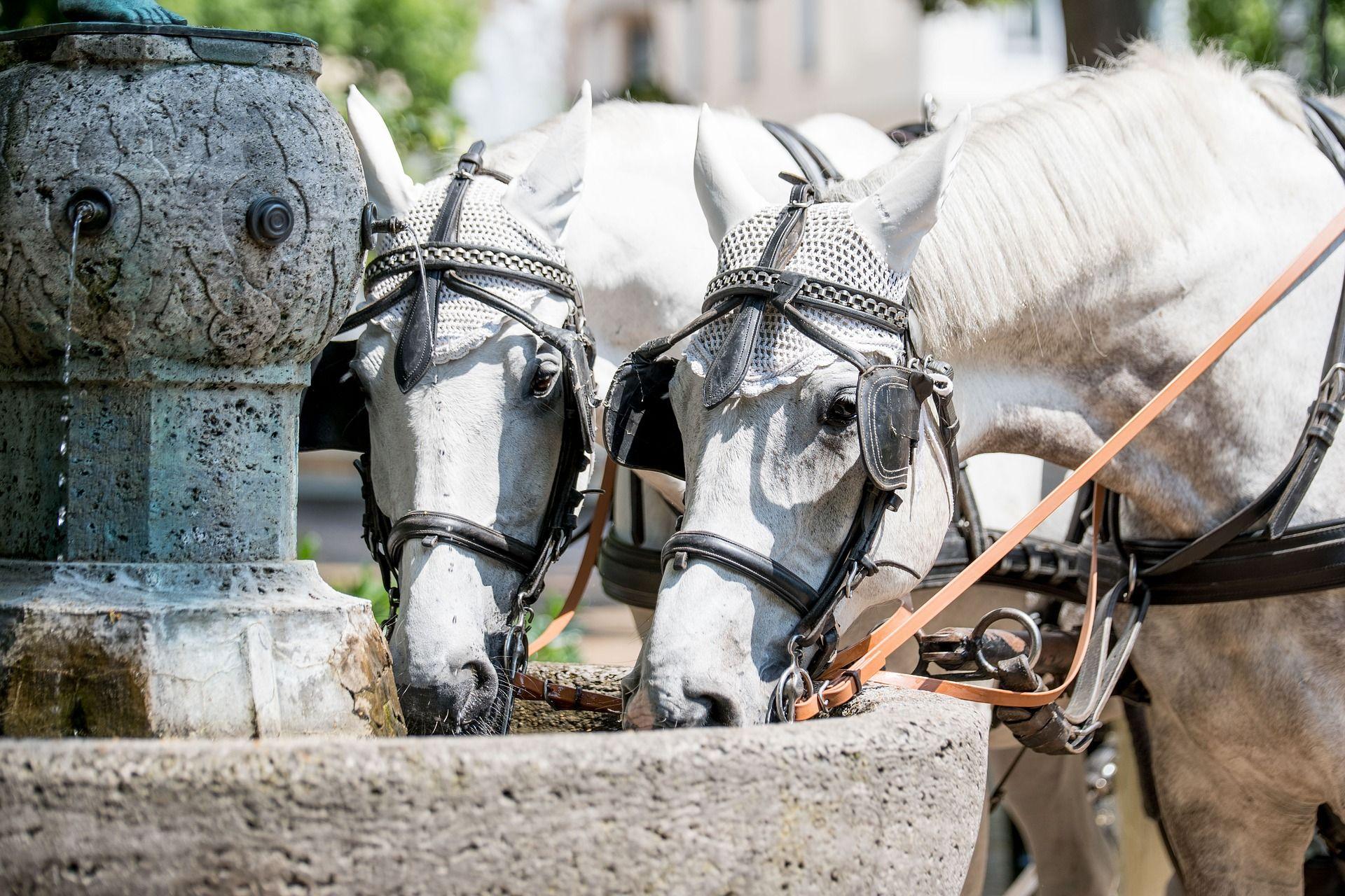 Baden-Baden: Privater Rundgang mit einem professionellen Guide
