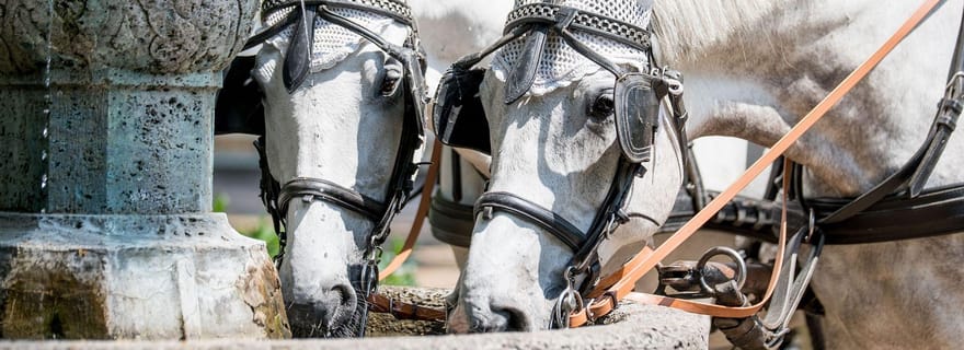 Baden-Baden : Visite à pied privée avec un guide professionnel
