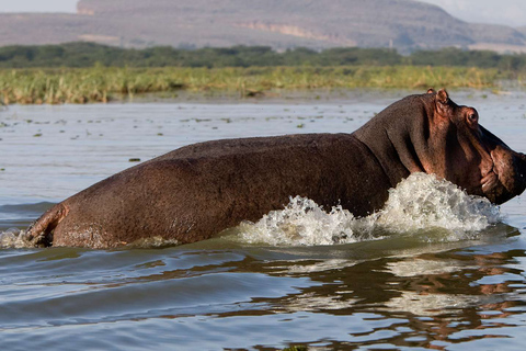 Tour to Hells Gate National Park and Lake Naivasha Boat Ride