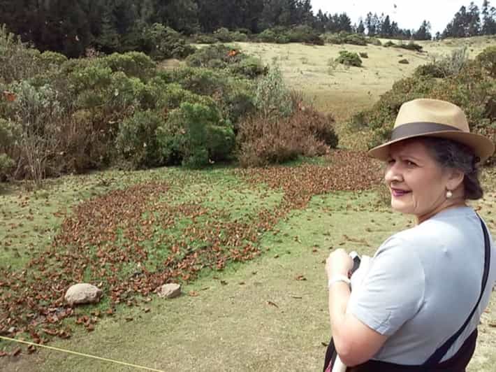 Morelia Guided Monarch Butterfly Biosphere Tour GetYourGuide