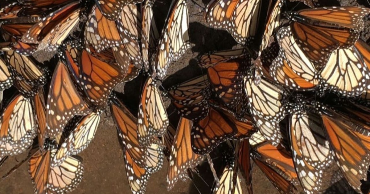 Morelia Guided Monarch Butterfly Biosphere Tour GetYourGuide