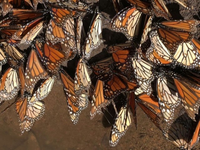 Visit Morelia Guided Monarch Butterfly Biosphere Tour in Michoacán