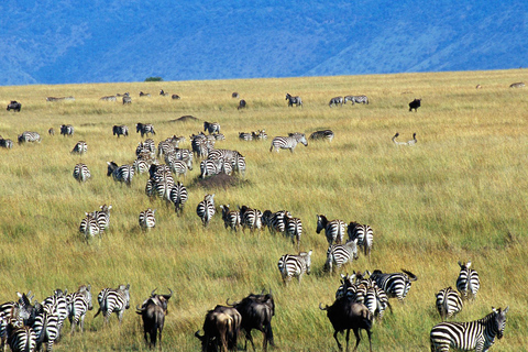 4Days Masai Mara & Lake Nakuru Lodge Safari