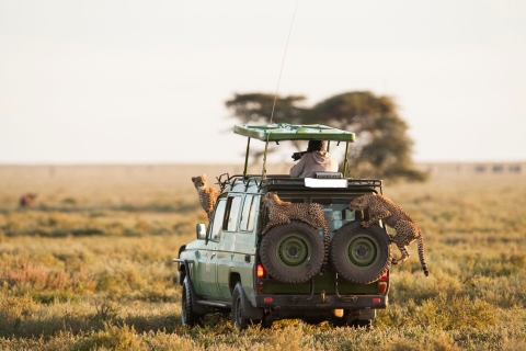 4 jours de safari au Masai Mara et au lac Nakuru (Lodge)