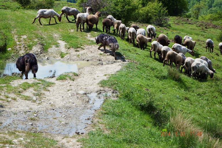 De Bucareste: viagem de um dia às aldeias dos Cárpatos e Sinaia