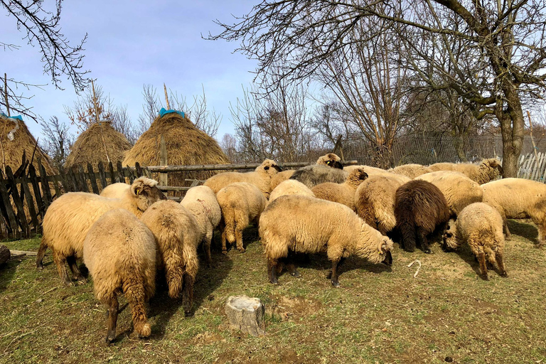 Da Bucarest: gita di un giorno ai villaggi dei Carpazi e a Sinaia