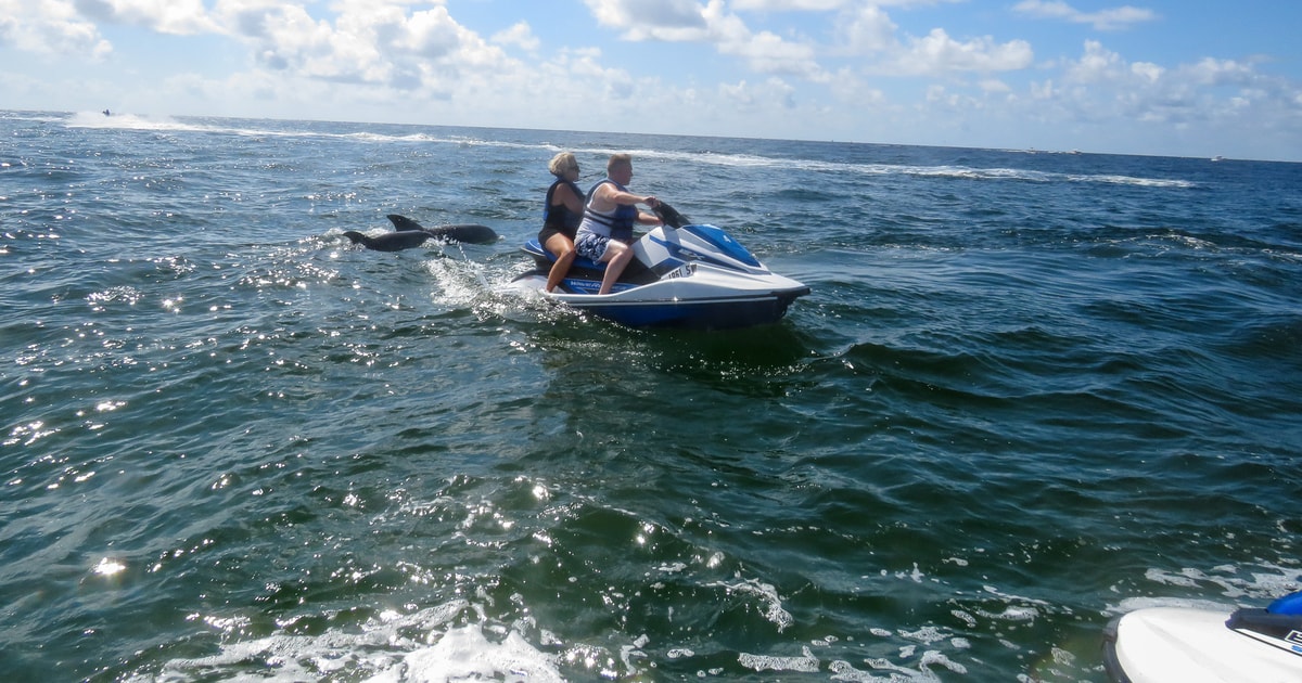 Destin Crab Island Dolphin Watching by Jet Ski GetYourGuide