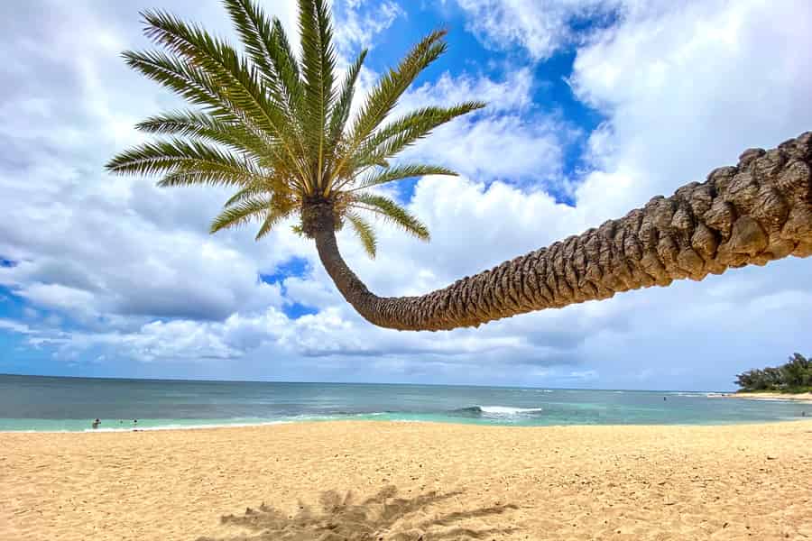 Oahu: North Shore Experience und Dole Plantation. Foto: GetYourGuide