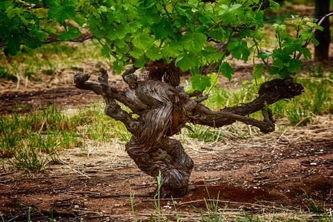 From Adelaide: Barossa Valley Guided Bus Tour Barossa Valley Voyager - Full day small group tour