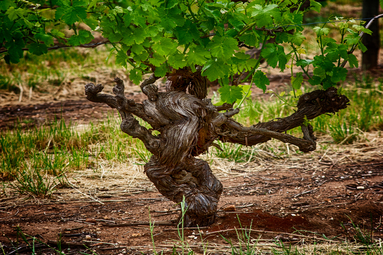 From Adelaide: Barossa Valley Guided Bus Tour Barossa Valley Voyager - Full day small group tour