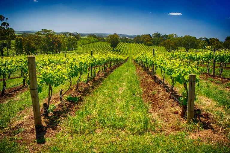 McLaren Vale Winery Experience - Tour in kleine groepMcLaren Vale Winery Experience - Tour met kleine groepen