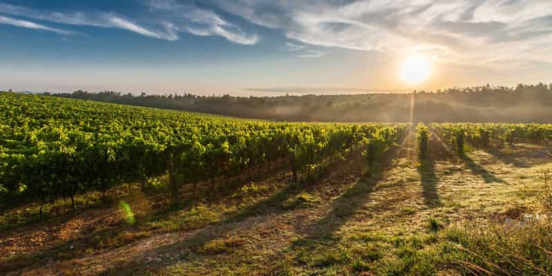 Adelaide Hills Wine Tour | GetYourGuide