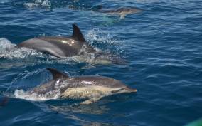 Quarteira: Algarve Coast, Caves and Dolphin Watching Cruise