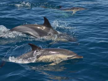 Quarteira: Algarve Coast, Caves and Dolphin Watching Cruise