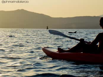Golfo Aranci: Sunset Dolphin Kayak Tour with Aperitif