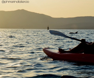 Golfo Aranci: Sunset Dolphin Kayak Tour with Aperitif