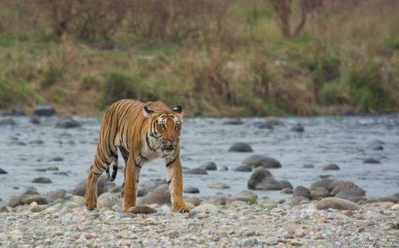 Ab Delhi: 3-tägige Jim Corbett National Park Private Safari
