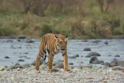 From Delhi: 3-Day Jim Corbett National Park Private Safari