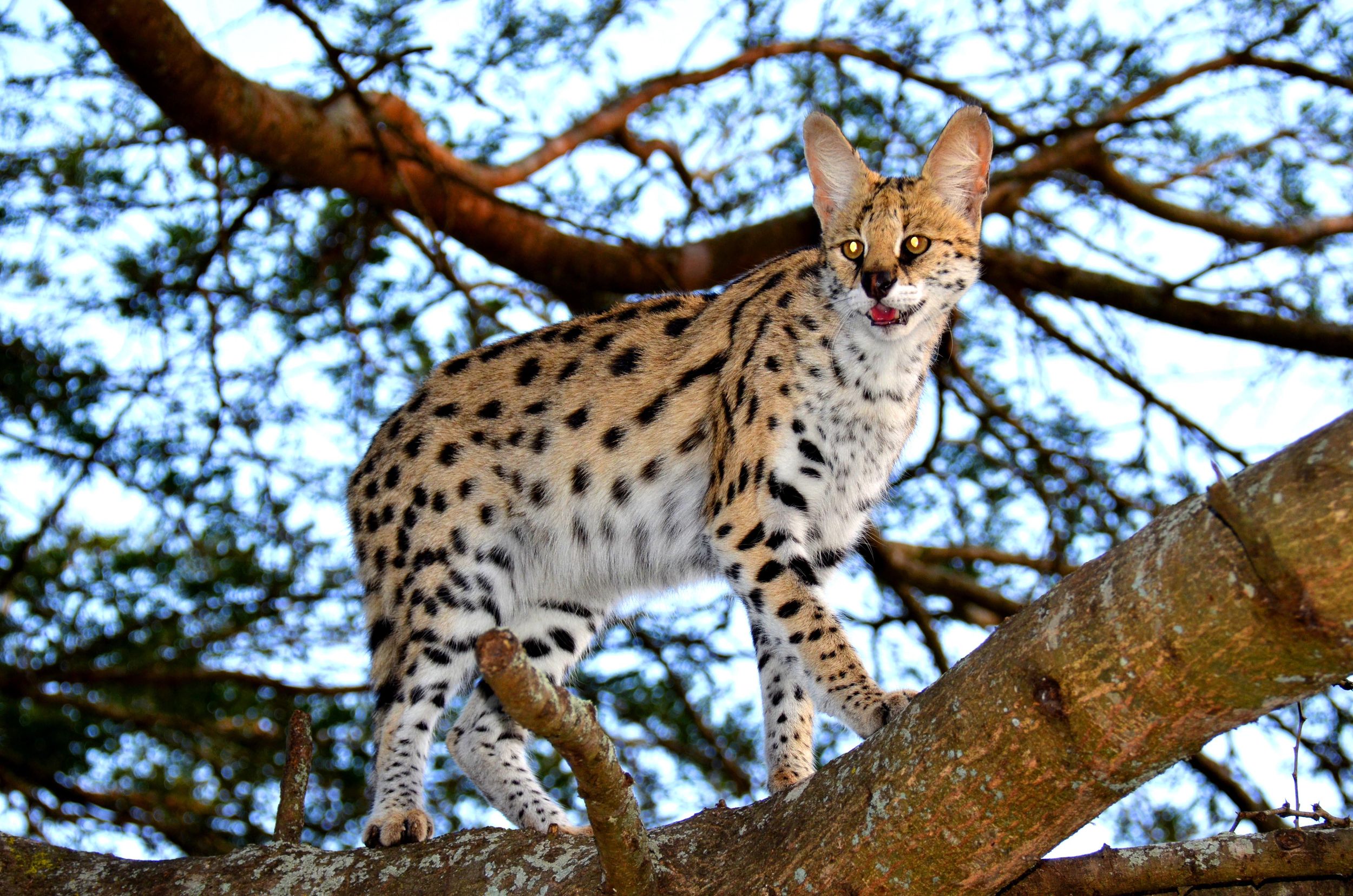 Emdoneni Wildcat Project Tagestour von Richards Bay aus