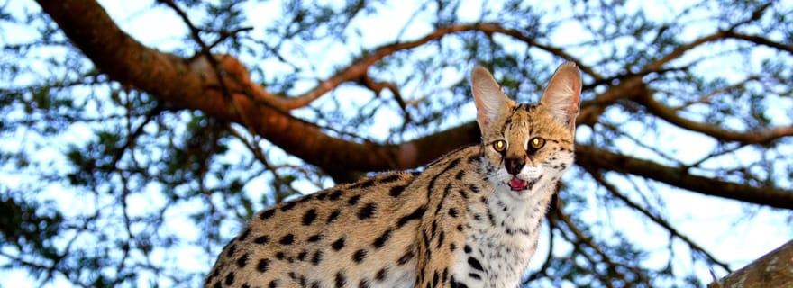 Excursion d'une journée au projet Wildcat d'Emdoneni depuis Richards Bay