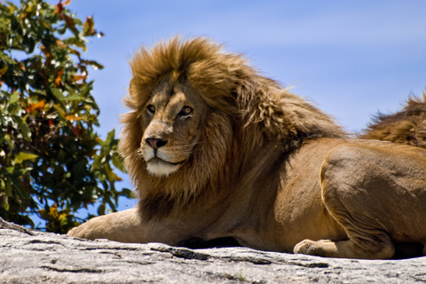 Från Nairobi: 5-dagars nationalparksafari med campingRundresa utan varmluftsballongtur