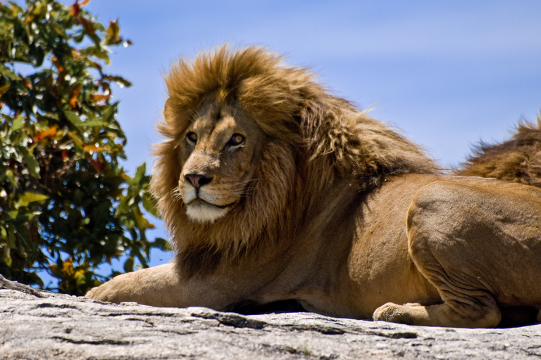 Från Nairobi: 5-dagars nationalparksafari med campingRundresa utan varmluftsballongtur