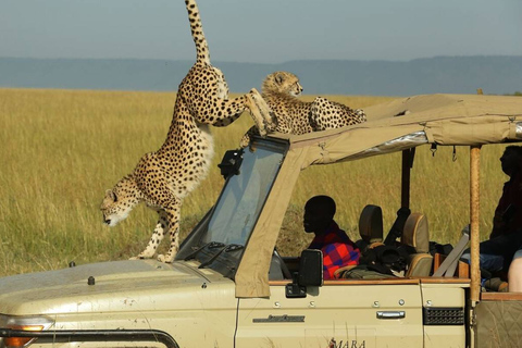 5 jours de safari en camping dans le Masai Mara, le lac Nakuru et le lac Naivasha