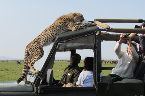 5 jours de safari en camping dans le Masai Mara, le lac Nakuru et le lac Naivasha