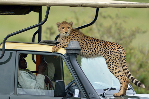 5 jours de safari en camping dans le Masai Mara, le lac Nakuru et le lac Naivasha