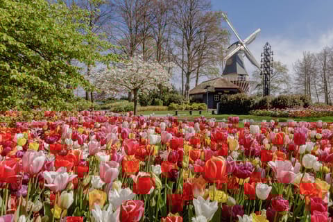 Ab Flughafen Schiphol: Keukenhof-Eintritt & Bus-Ticket