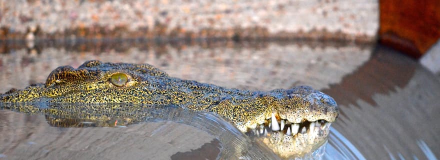 Au départ de Richards Bay : Safari en bateau guidé dans l'estuaire de Sainte-Lucie