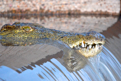 Von Richards Bay aus: Geführte St. Lucia Estuary Bootssafari