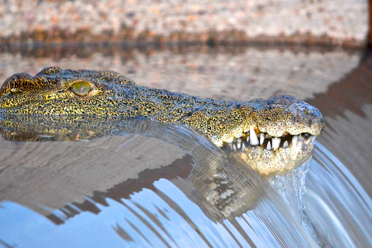 Von Richards Bay aus: Geführte St. Lucia Estuary Bootssafari