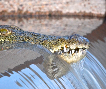 From Richards Bay: Guided St Lucia Estuary Boat Safari