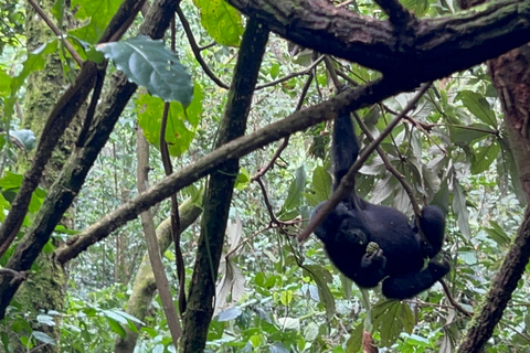 Excursão de 1 dia ao Gorila do Uganda com partida de Kigali, Ruanda