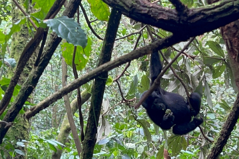 Dagsutflykt med gorillatrekking i Uganda från Kigali, Rwanda